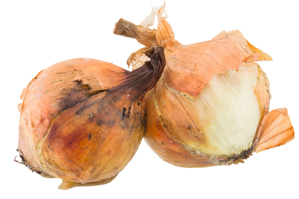 Removing Mold: The Moldy Onion
