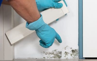 Signs of Mold in the Home