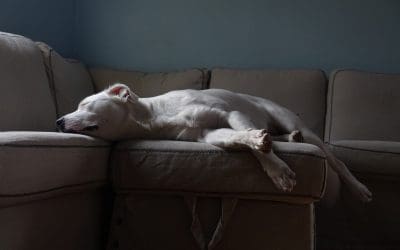 Cleaning Tips for Pet Owners