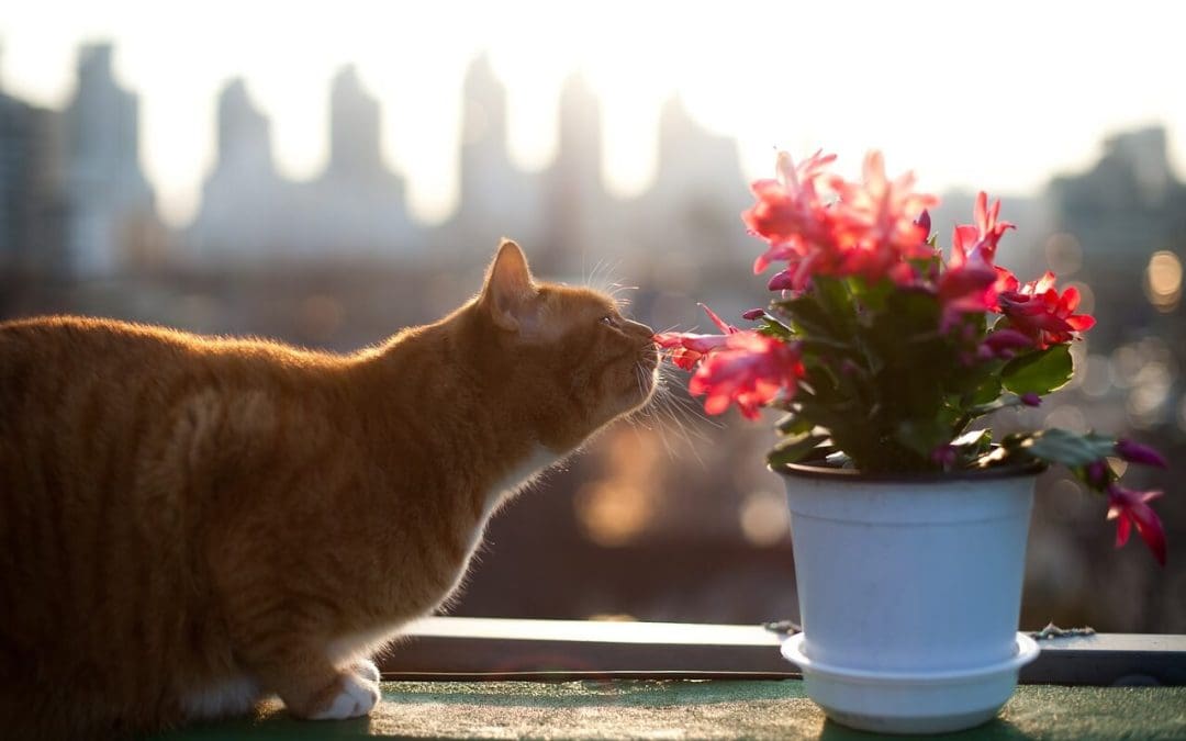 10 Non-Toxic Houseplants for Homes With Pets