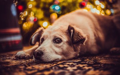 5 Holiday Pet Safety Essentials to Keep Your Companions Healthy