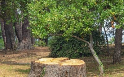 Clear Signs It’s Time to Remove a Tree From Your Property