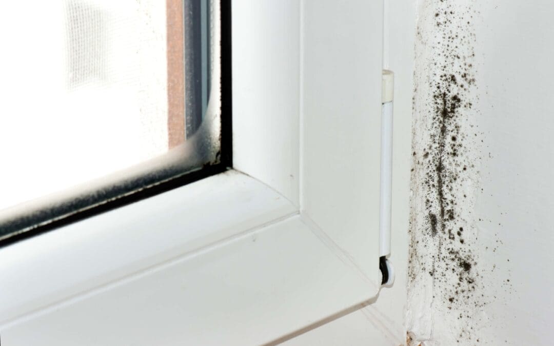 Myths About Mold: Separating Fact From Fiction for Homeowners
