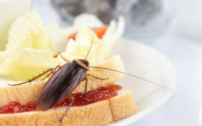 Something’s Hiding in Your Home: How to Spot the Signs of Pests Early